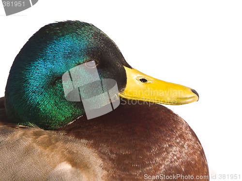 Image of Mallard Duck