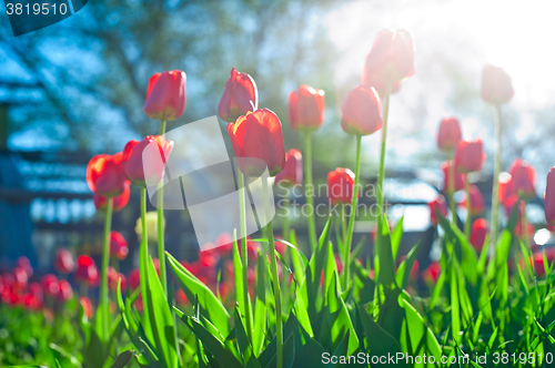 Image of Field of red colored tulips 