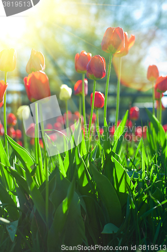 Image of Field of red colored tulips 