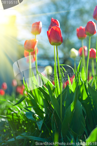 Image of Field of red colored tulips 