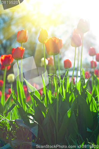 Image of Field of red colored tulips 