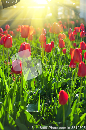 Image of Field of red colored tulips 