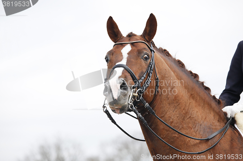 Image of Horse With curb bit