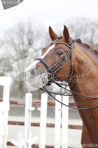 Image of Horsehead with curb bit