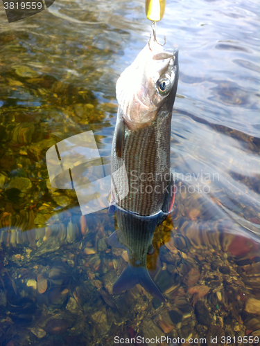 Image of grayling fishing Northern fish