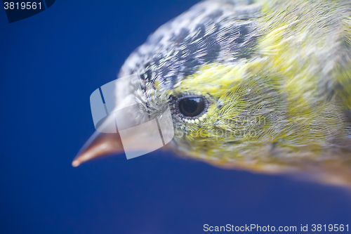 Image of Close-up portrait of Siskin (Spinus spinus). Young male