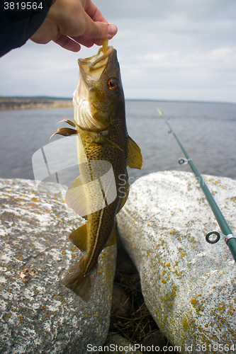 Image of fishing cod fish on white sea