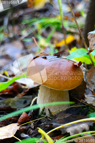 Image of pine bolete mushroom in autumn forest eco clean
