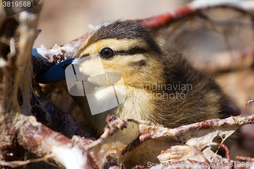 Image of Savage: little duck hid among roots of trees