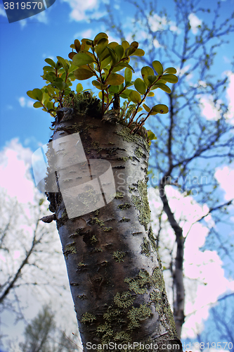 Image of spring stump of a very old and natural