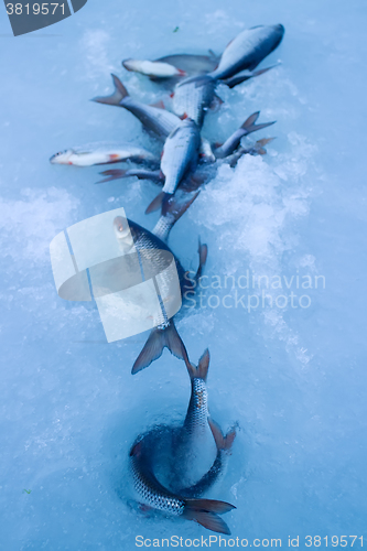 Image of Freshly caught fish on ice in a very windy day