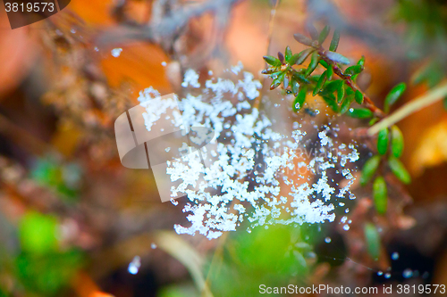 Image of Snow on the web   return of winter