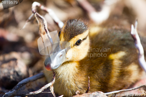 Image of Savage: little duck hid among roots of trees