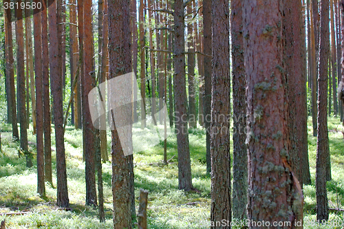 Image of Ancient pine forest brightly lit by sun - life in the woods by Henry Thoreau