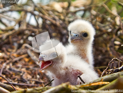 Image of White fluffy Chicks of Hobby - very unsimilar to terrible Falcon