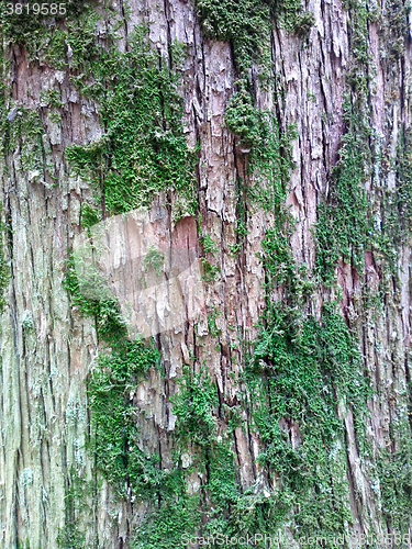 Image of bark and moss eco background South wood