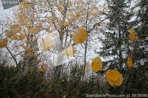 Image of Unusual autumn motif 3