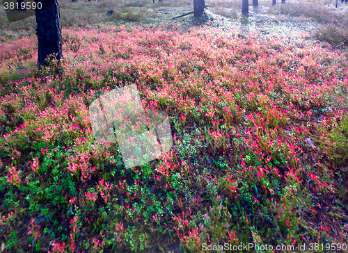 Image of red  carpet: brilliant heather and cranberries in pine forest