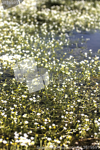 Image of beautiful carpet of snow-white water flowers cover waterbody