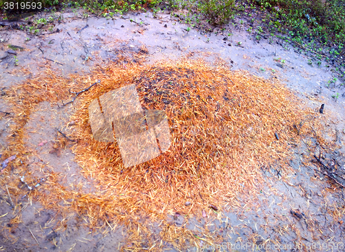 Image of Strange anthill: community sand and wood ants