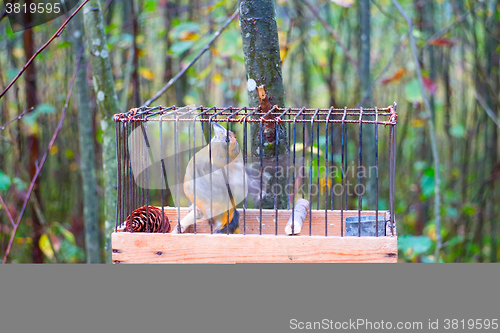 Image of Concept lack of freedom: like bird in cage