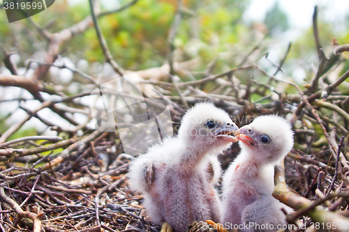 Image of White fluffy Chicks of Hobby - very unsimilar to terrible Falcon