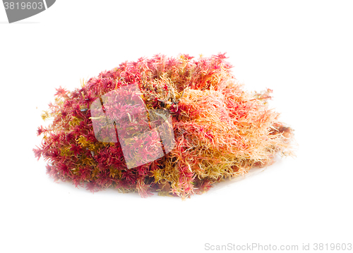 Image of natural moss decoration on white background