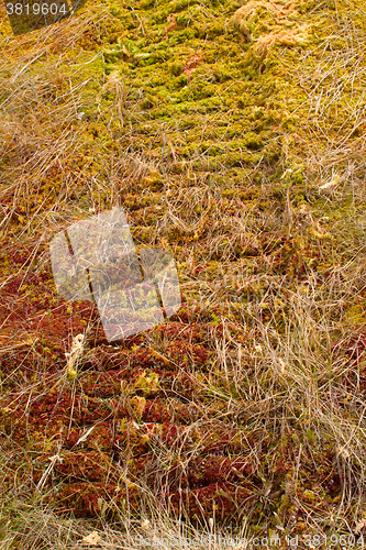 Image of Trail plastic caterpillars modern Rover on moss - save tundra