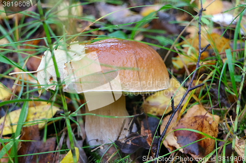 Image of pine bolete mushroom in autumn forest eco clean