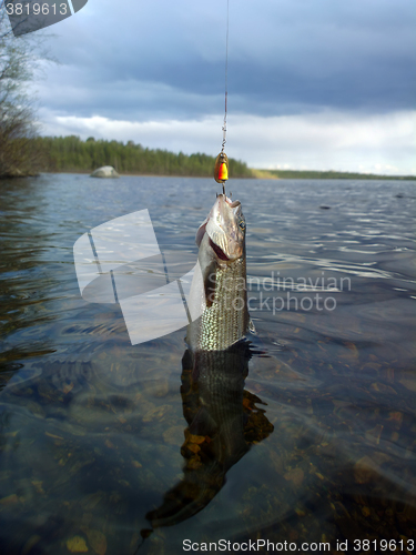 Image of grayling fishing Northern fish