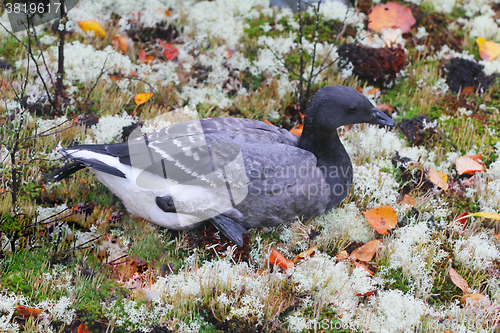 Image of Unusual black goose is resting on reindeer moss