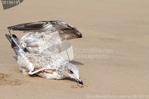 Image of seagull dies in a trap from the thrown line