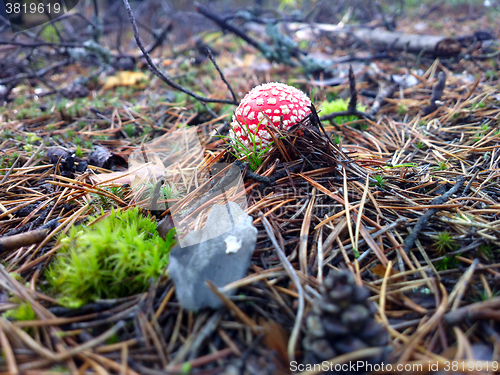 Image of  fly amanita  mushroom  autumn