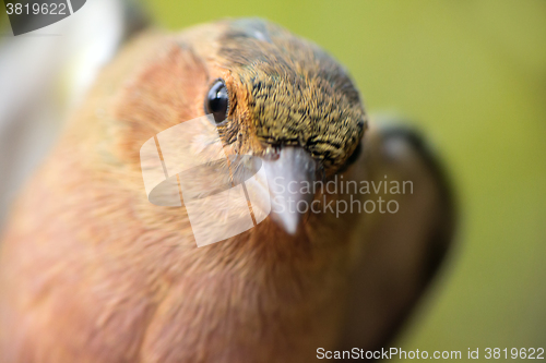 Image of Close-up portrait of chaffinch (Fringilla coelebs). Young male