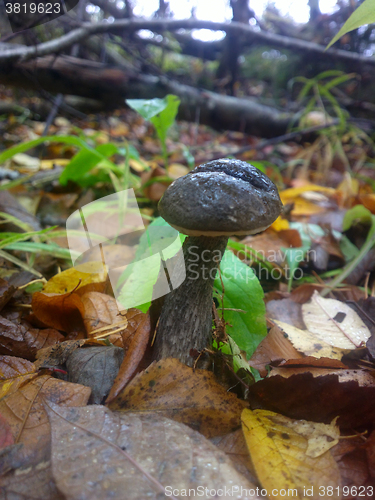 Image of birch boletus mushroom in autumn forest eco clean