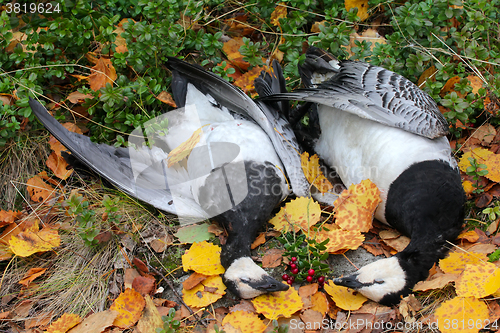 Image of Trophies Northern hunting geese