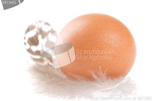 Image of Egg, Feather