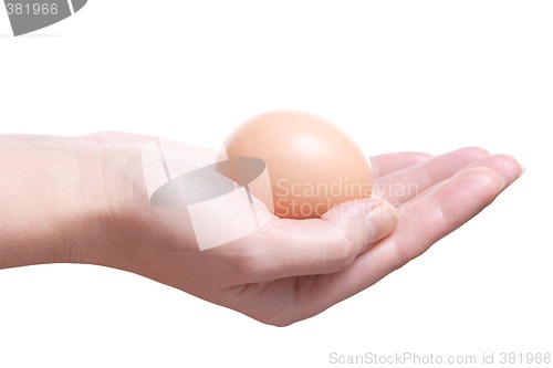 Image of Egg in Hand