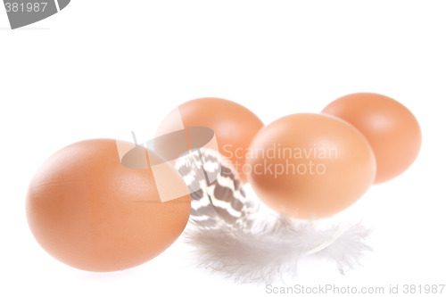 Image of Egg, Feather