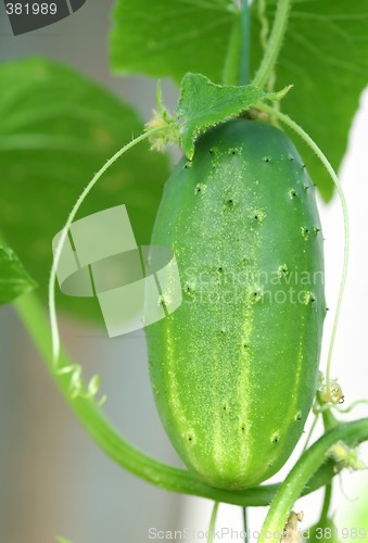 Image of Cucumber on Branch