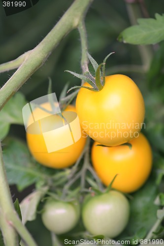 Image of Tomatoes on Branch