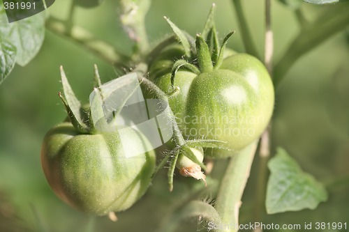 Image of green tomatoes