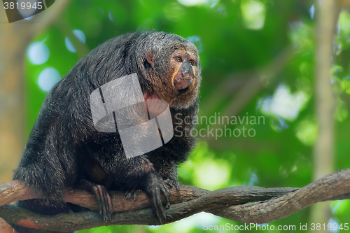 Image of Saki Monkey Portrait