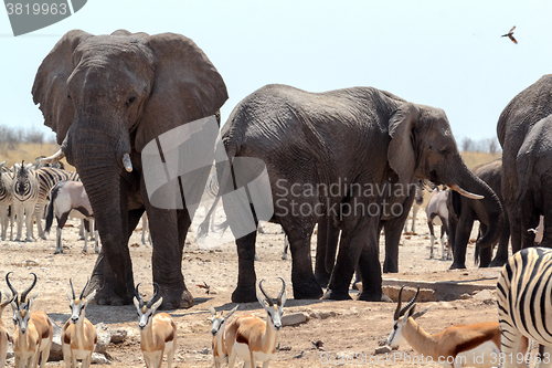 Image of crowded waterhole with Elephants