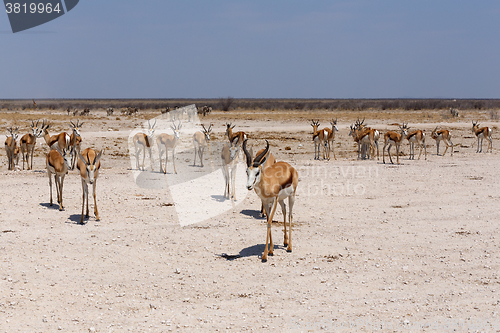 Image of Springbok Antidorcas marsupialis