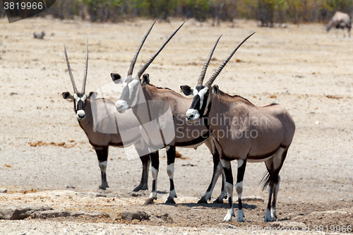 Image of Gemsbok, Oryx gazella on waterhole