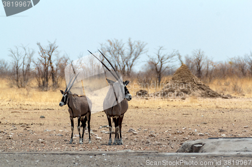 Image of Gemsbok, Oryx gazella on waterhole