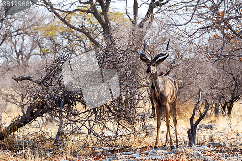 Image of portrait of Kudu antelope