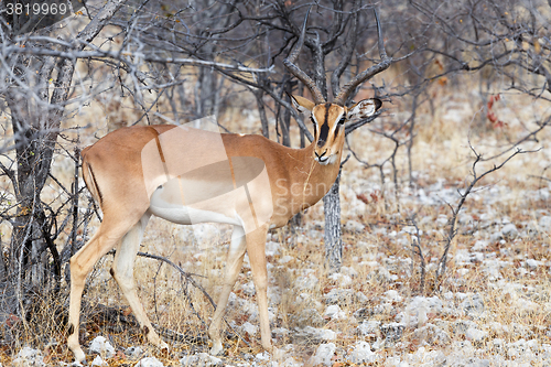 Image of Portrait of Impala antelope