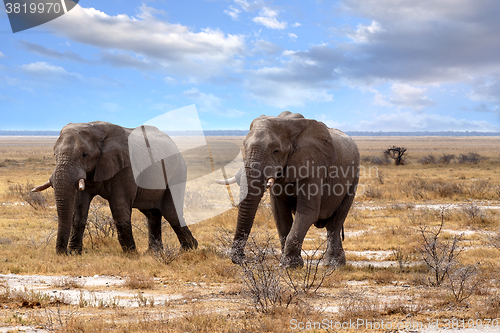 Image of big african elephants in Etosha 